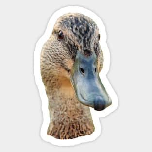 Hello Ducky Sticker